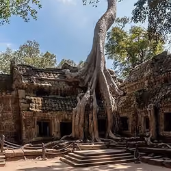 Immortal tree #25