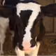 103345517796423116453141505212119990343921034604580784506519305213294980104193