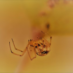 the beautiful world of the little one//spider