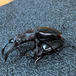 Beetle DAO 08