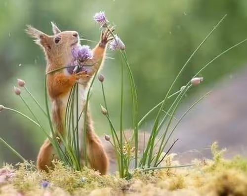 Item #90012363264575712706754566483653383308860243686513808476835670637309859987457 Media