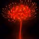 GODTAIL FLOWER