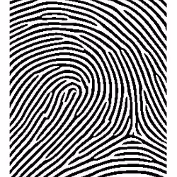 Fingerprint #07