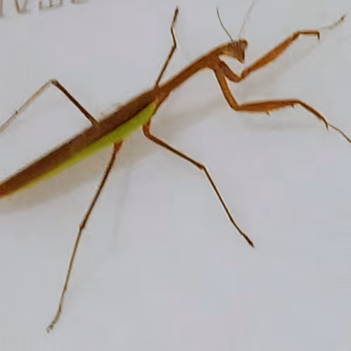 Heisenberg75 Collection