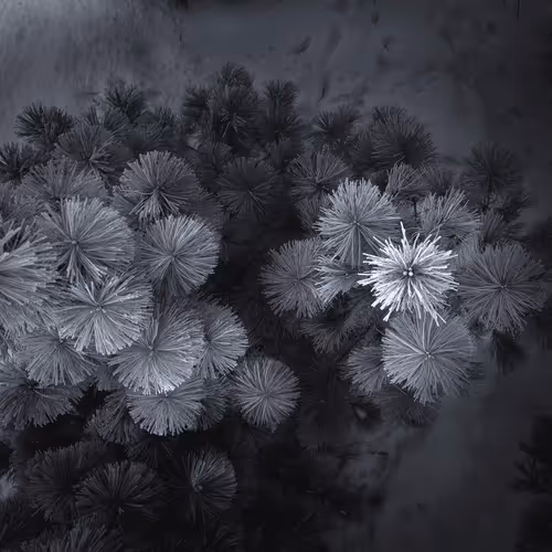 "Frosty Pines" by Dave Markel