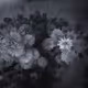 "Frosty Pines" by Dave Markel