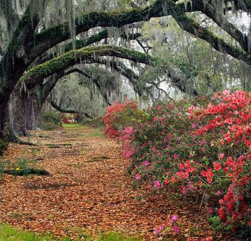 MohammadRZ Collection