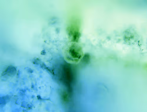 Item #71646257518770613568983710813551014237803002136866425209291833678848401080321 Media