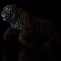 Rānī, The First Bengal Tiger