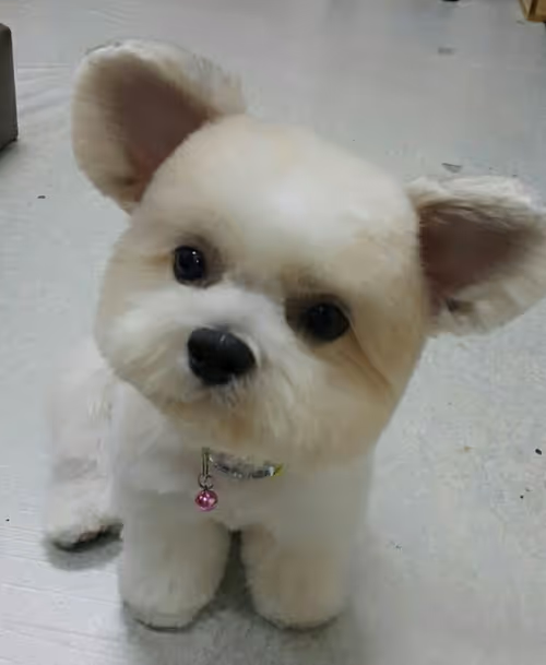 Item #21607923784025543658024067331009769919395041958272689574271021068284831203329 Media