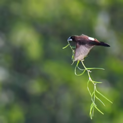 White Rumped Munia nesting #047