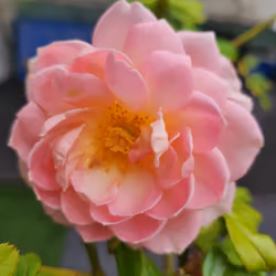 English Jubilee Celebration. 13-Sep-22