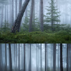 "Foggy Pine Forest" Set #14