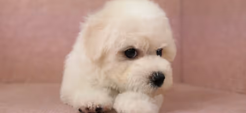 Item #92188154447738359772413004813718772154736865796929570439624112339851082203137 Media