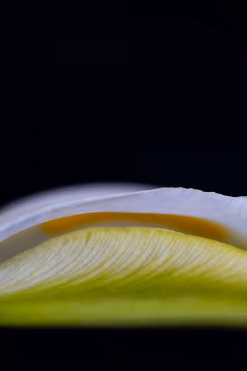 Item #24632583837492670092599633934589483131746797002802219579488358149232613392385 Media