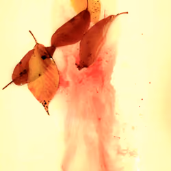 Explicit bleeding #5