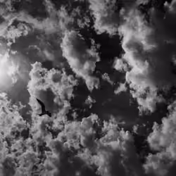 BLACK & WHITE Flight of Icarus 9/9