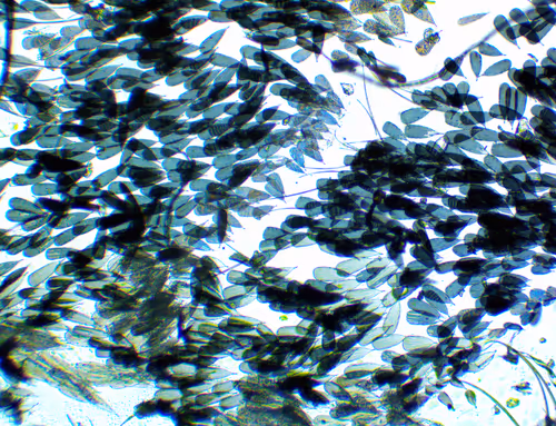 Item #71646257518770613568983710813551014237803002136866425209291833826182959202305 Media