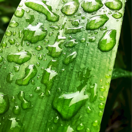 Raindrops