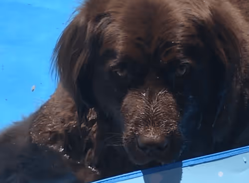 sad brown bear