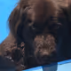 sad brown bear