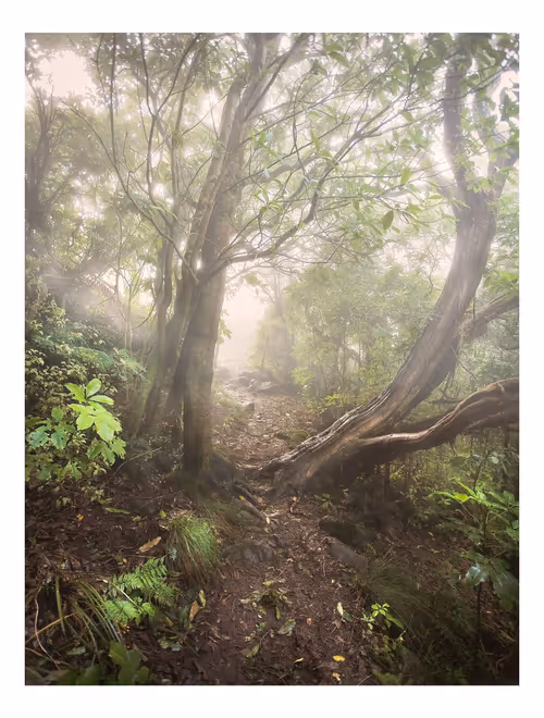 Item #113391420929209941219598099572508675076097289829558384042967582014169696698369 Media