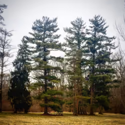 Trees