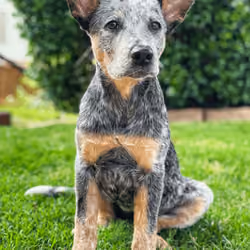 Cooper 