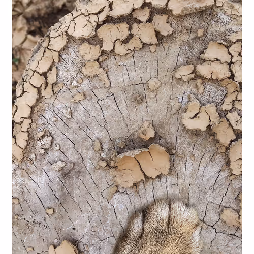 Ithinkyoushouldpaws