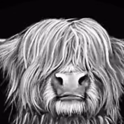 Moo You Highland