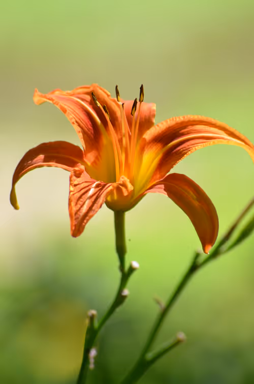 Item #97703427282030741984022634986911983897204836568735072395572896055720304181249 Media