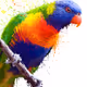 Beautiful Birds