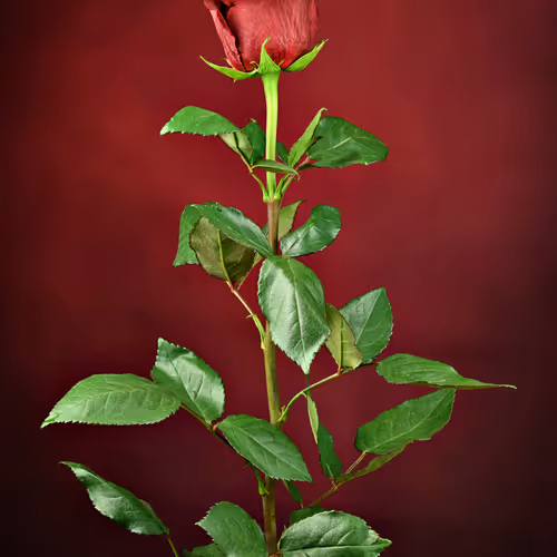 Ethereal Red Rose.