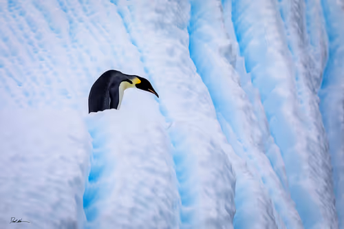 Item #47283985541212383622854558210808403348987153639126174698538946836826932903937 Media