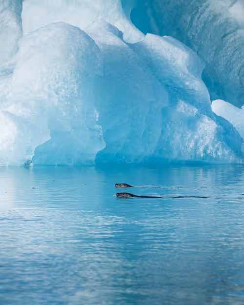 Item #71348397378810690825618428912408306798479722983811327082816877884021424521217 Media