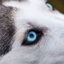 Wolf #2