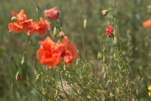 Item #74044223418963058719430139109127574928607342041478017501753412690706494914561 Media