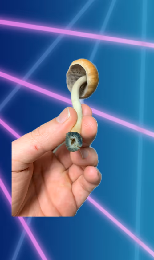 Item #81715432158443059039715075333732144256728000301183227156485666328112661528577 Media