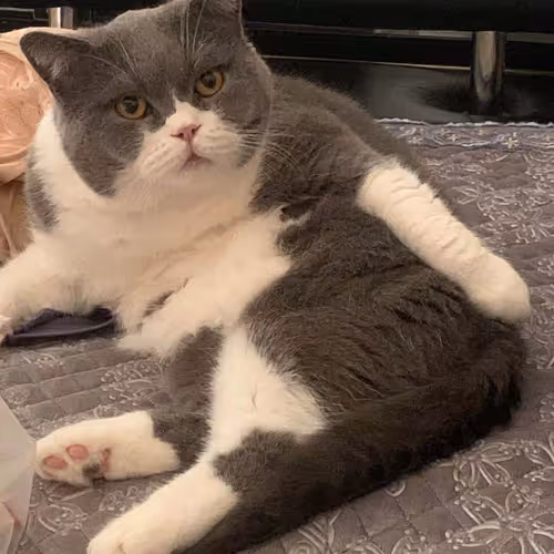 Untitled Collection #60462369