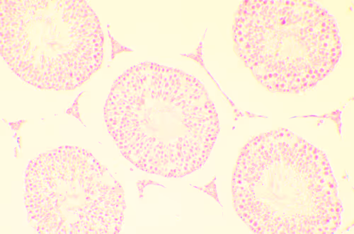 Item #29338470736162432658503928351875651882775793096611779186830202242016607207425 Media