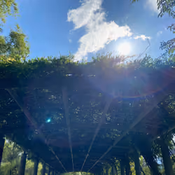 Green ceiling