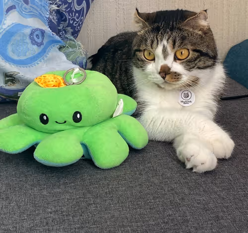 Item #51714780314179032241787952776522636894904578774096726712782613624058114211841 Media