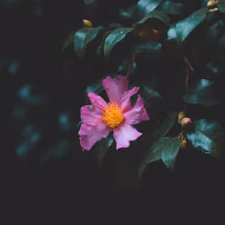 Introspective Environments XVIII