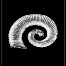 Shell Six