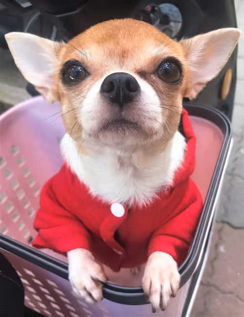 Item #15302775719274355672256911249162138837258661550744590229590932571202225438721 Media