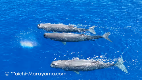 Item #61113597711829508019705348607354266595254896620371709928421355929714798100481 Media