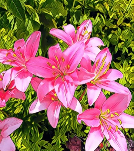 shaunf528 Collection