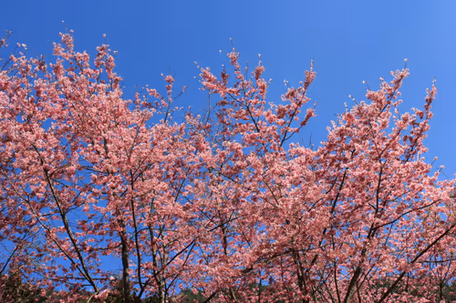 Item #88341892428238457671163359138931352612055705478125639874456303501717035548673 Media