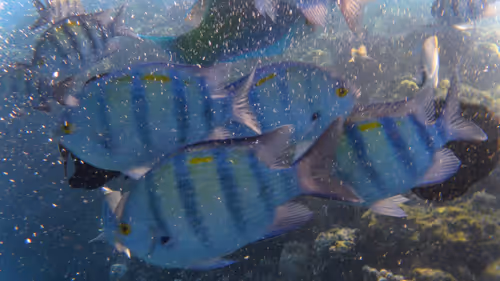 Item #32522392328516293709208538786472574869311995244495637720412795642052775772165 Media