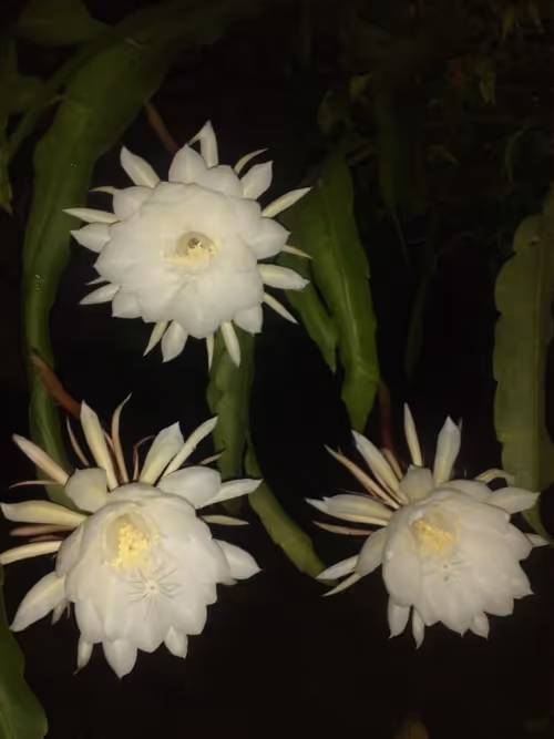 Item #15416064837448188610247350204521494909343598378477019548960405633401668763649 Media